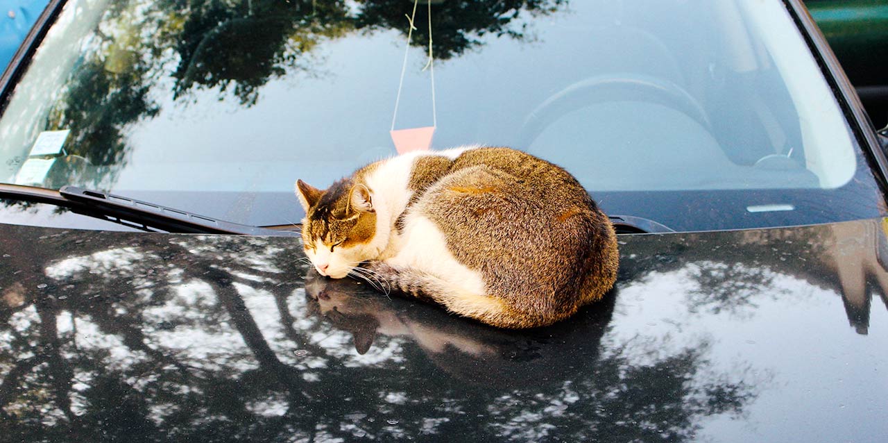 gato a dormir no capô do carro