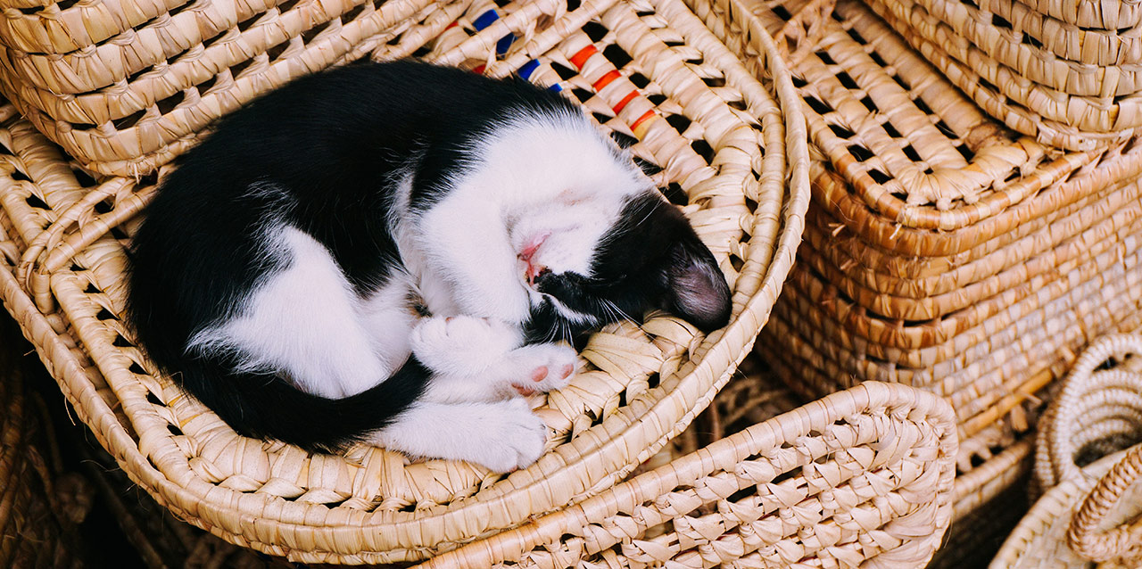 gato a dormir em cestas de verga