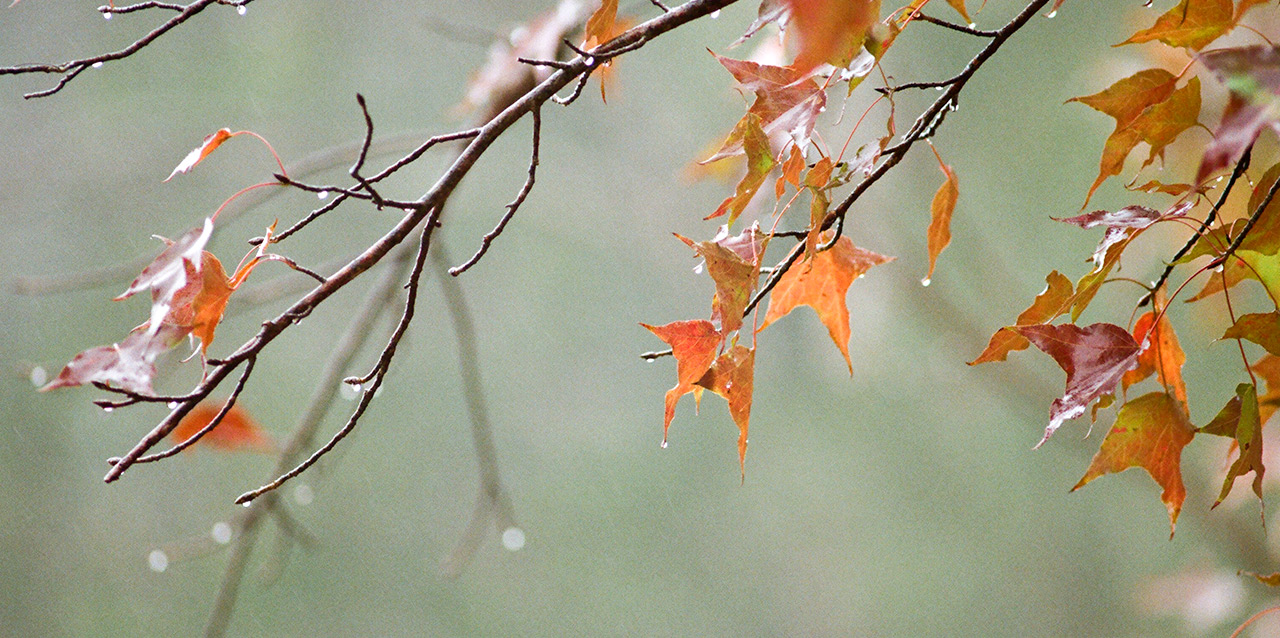 ramo de folhas de outono