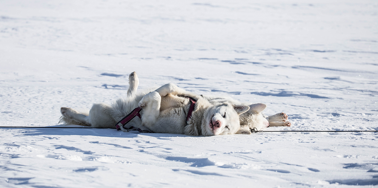 cães brancos deitados na neve