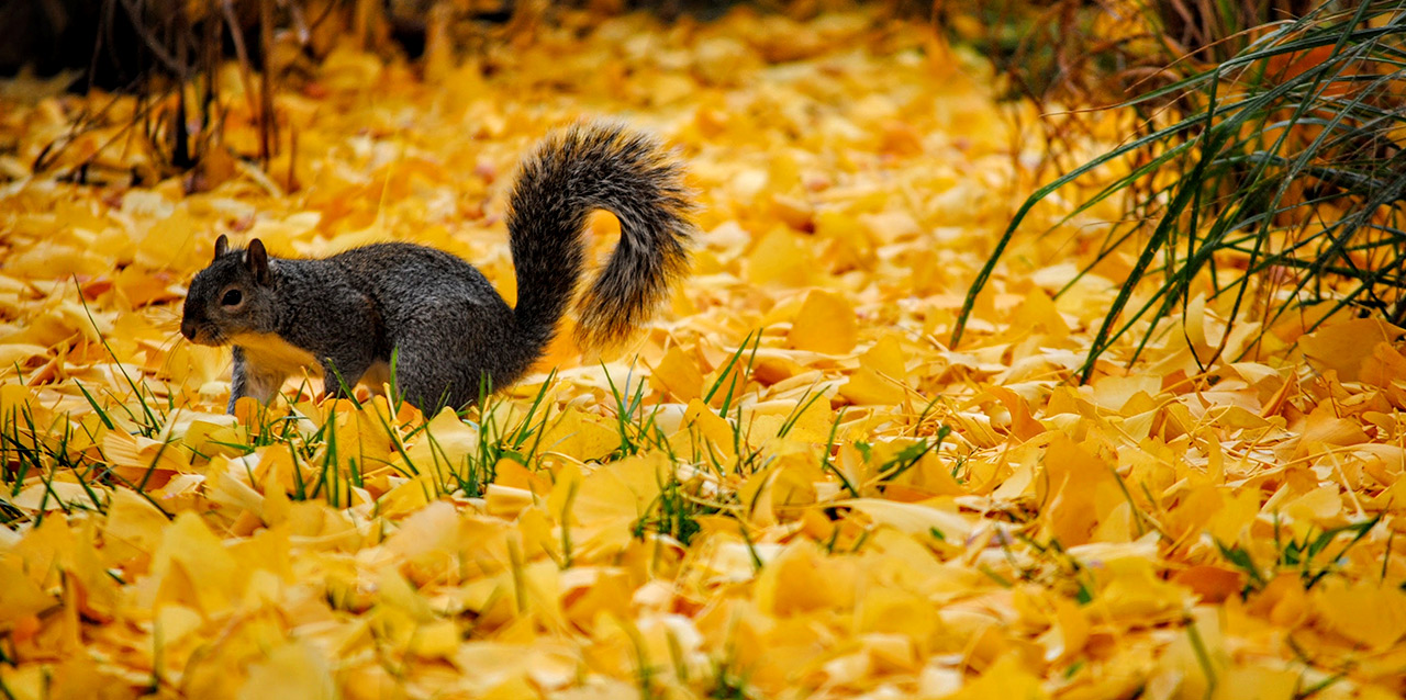 esquilo em cima de folhas de outono caídas