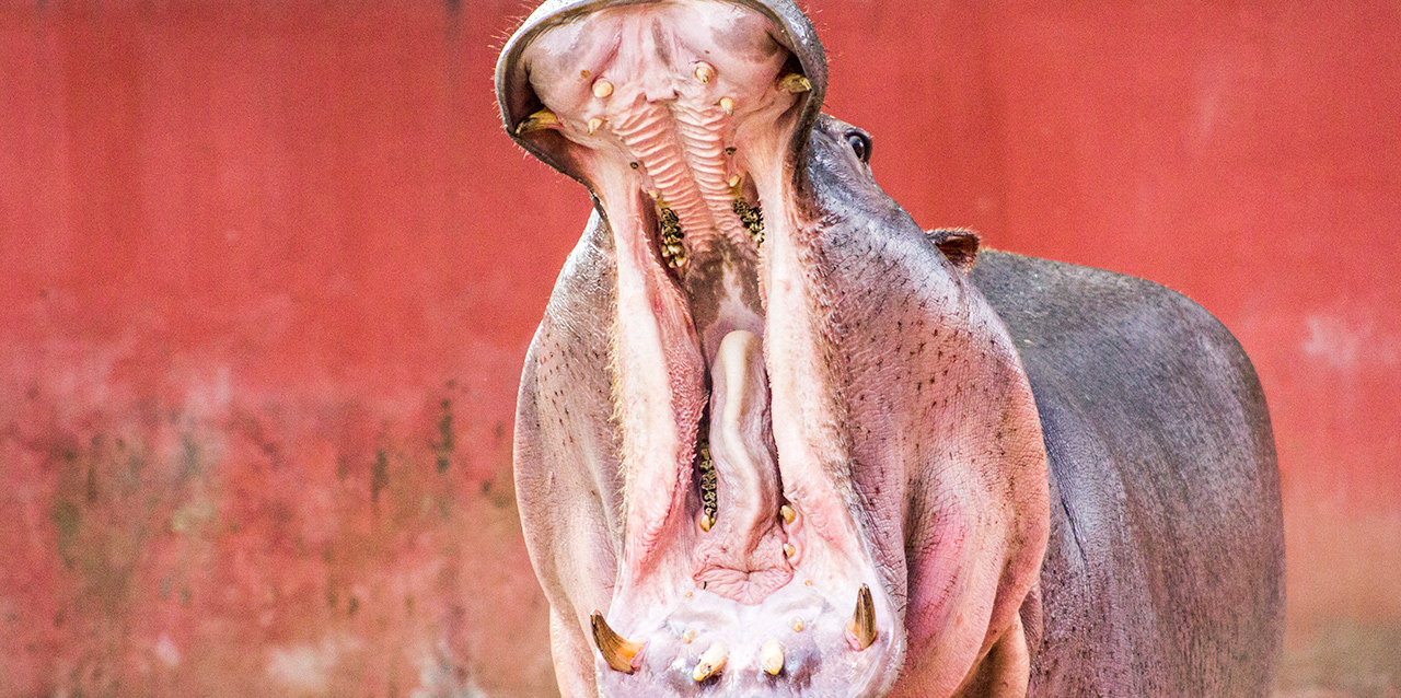 boca hipopótamo