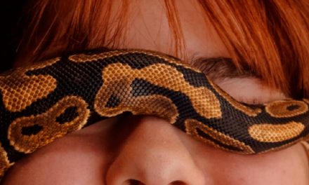 O que significa sonhar com serpentes